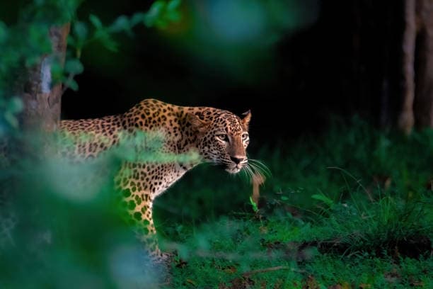 Yala National Park (Southeastern Sri Lanka)